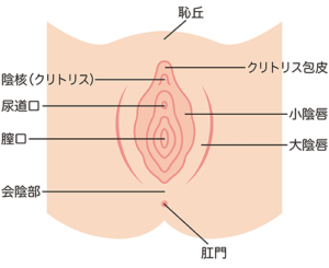 小陰唇周辺の部位名